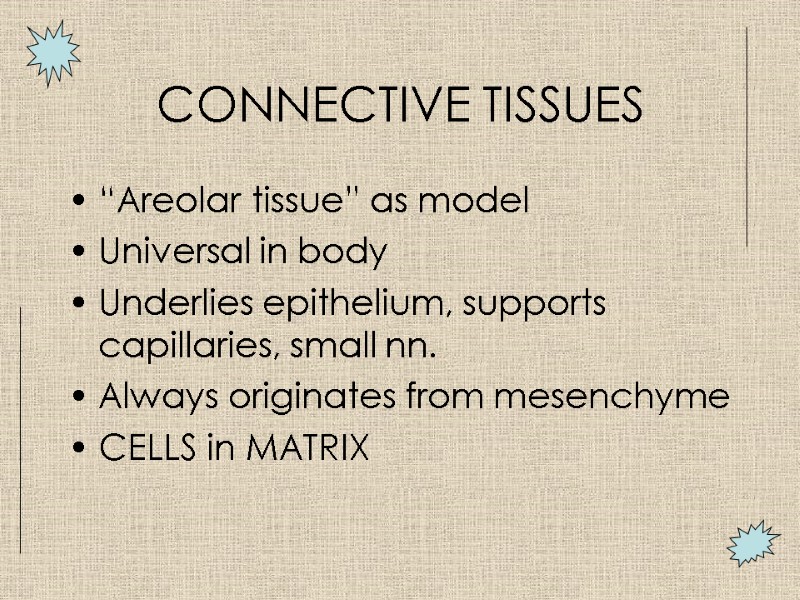 CONNECTIVE TISSUES “Areolar tissue” as model Universal in body Underlies epithelium, supports capillaries, small